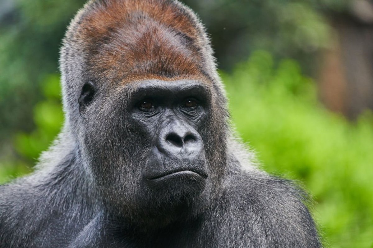 Scientists make breakthrough discovery that sheds new light on genesis of animals