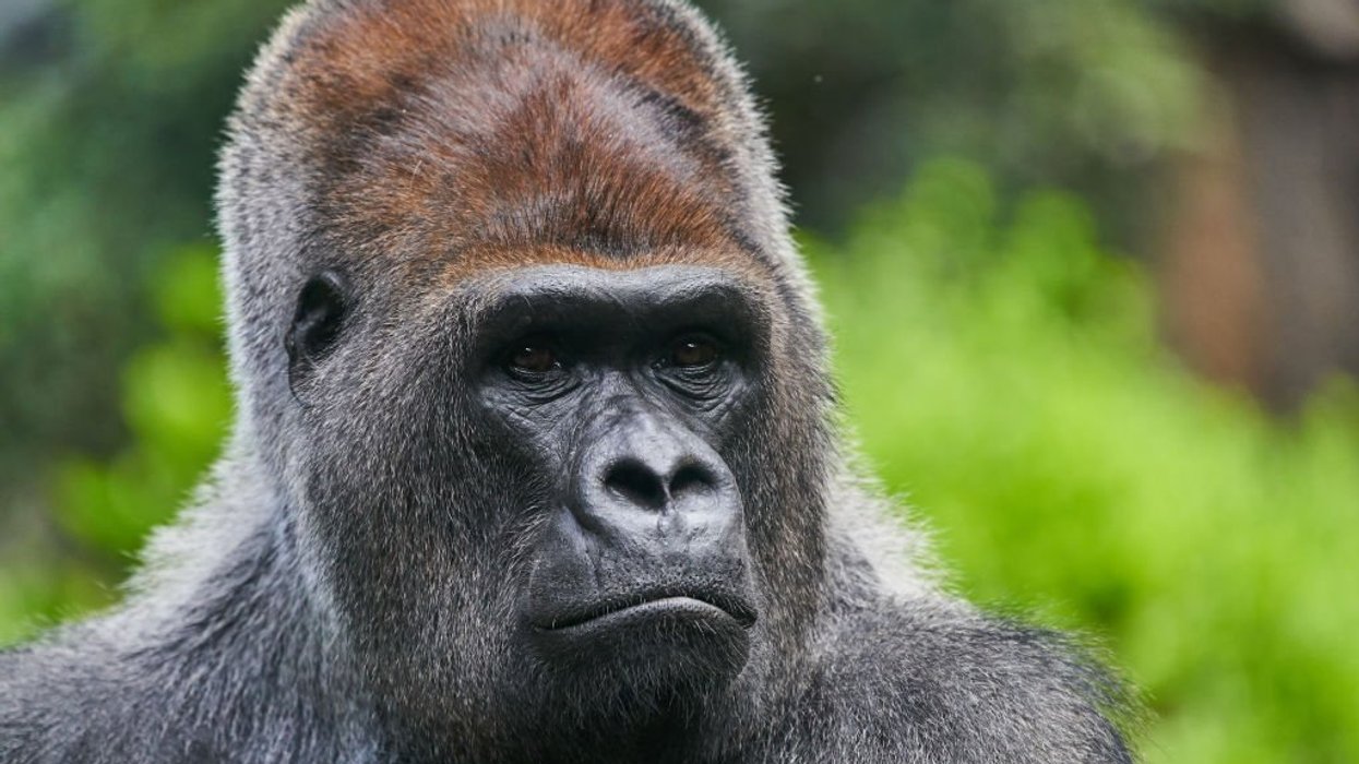 Scientists make breakthrough discovery that sheds new light on genesis of animals