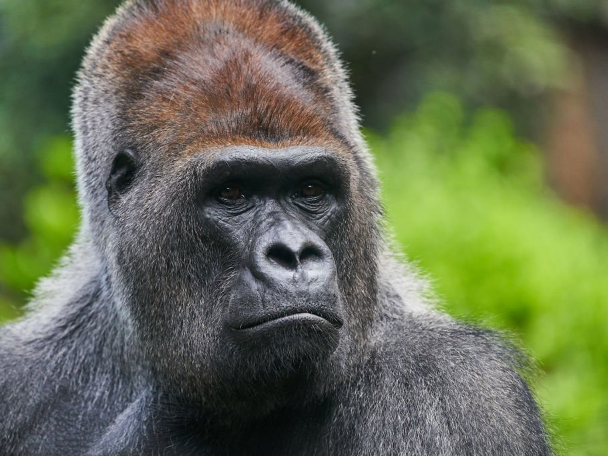 Scientists make breakthrough discovery that sheds new light on genesis of animals