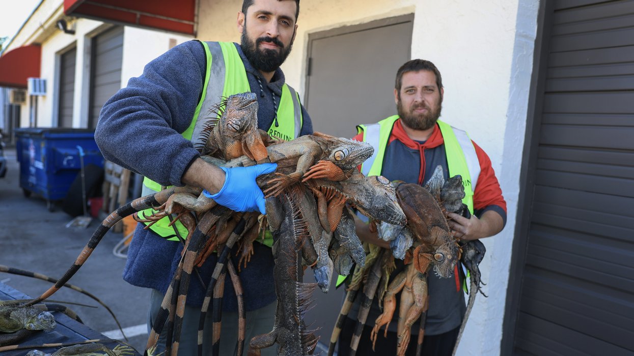 Florida blighted by plague of frozen IGUANAS as lizards drop from trees after coldest February in a century