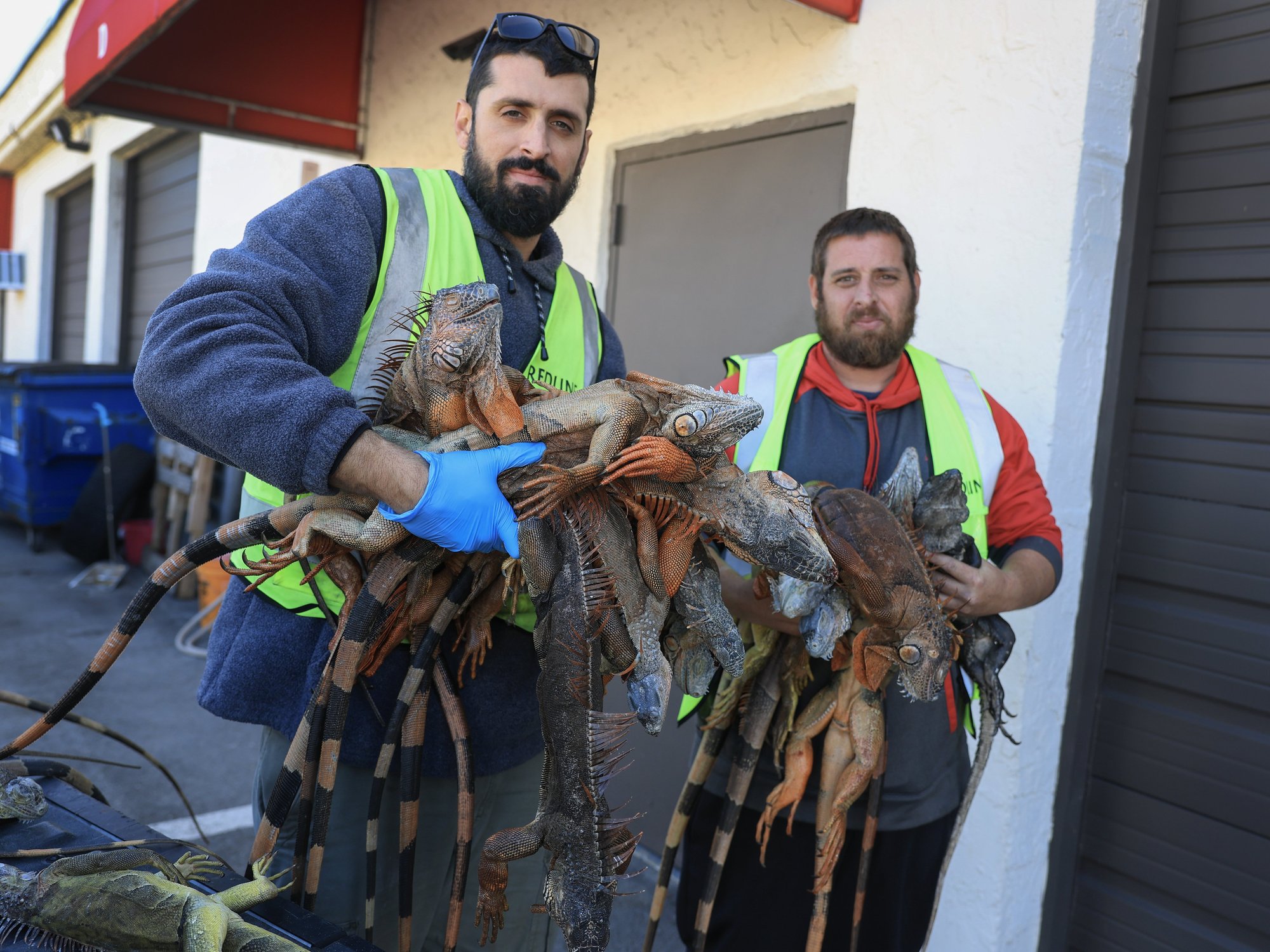 Florida blighted by plague of frozen IGUANAS as lizards drop from trees after coldest February in...