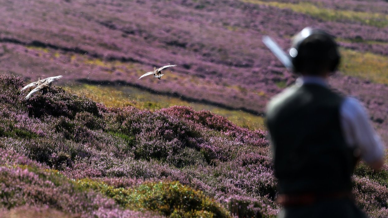Quarter of a million animals brutally killed every year to keep grouse shoots running, academics say