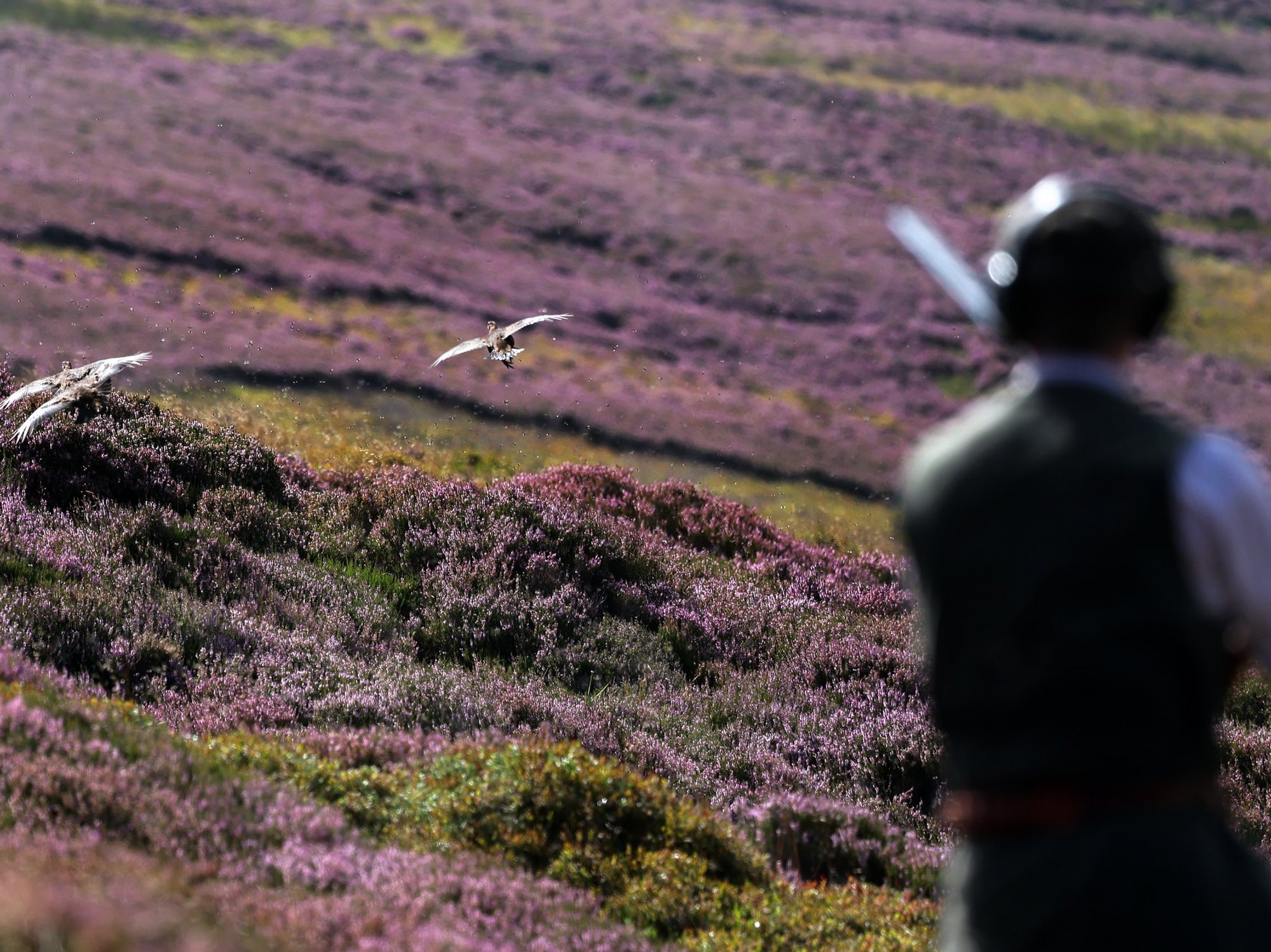Quarter of a million animals brutally killed every year to keep grouse shoots running, academics say