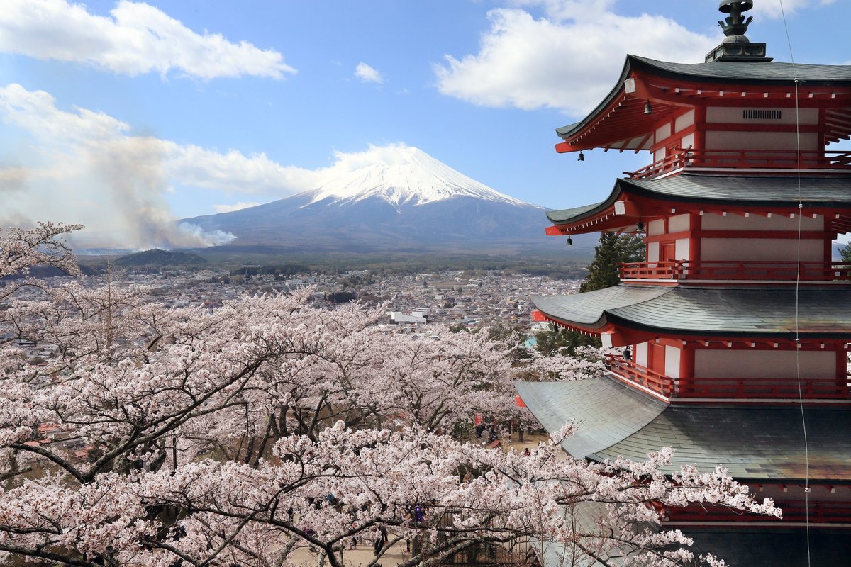 Japan's cherry blossom festival cancelled over unruly tourist ‘crisis’