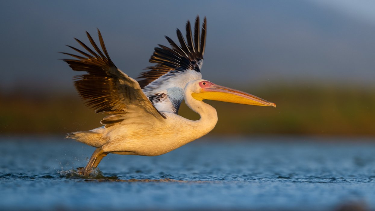 Fishermen wage war with conservationists over plans to reintroduce Britain’s largest-ever bird