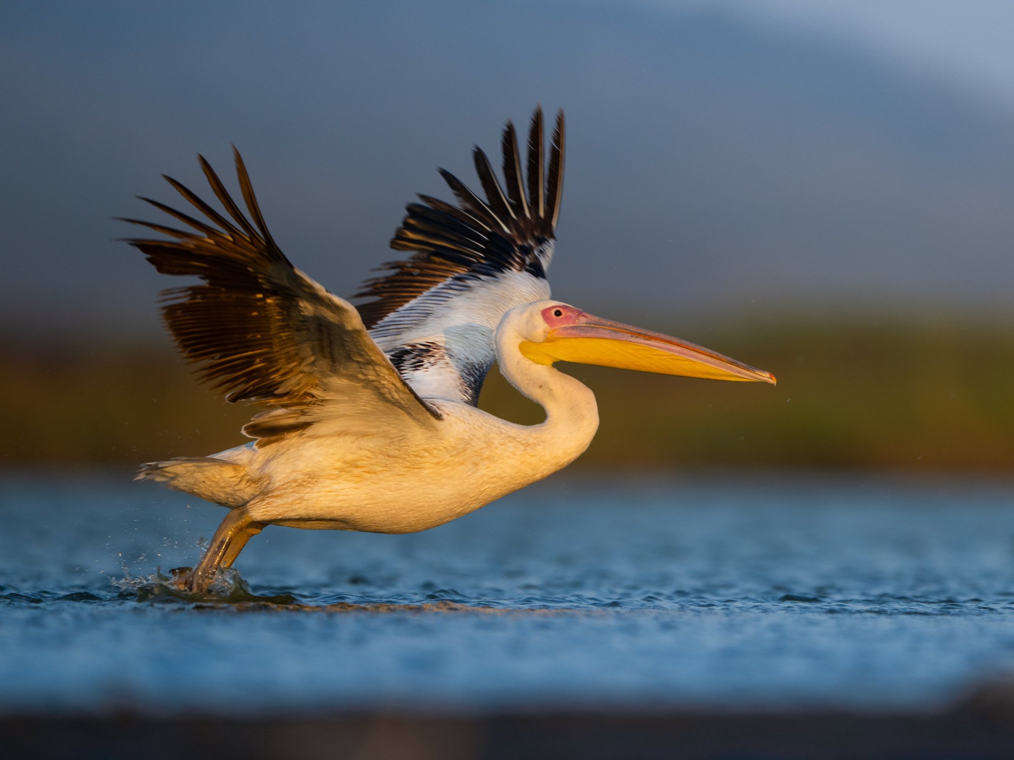 Fishermen wage war with conservationists over plans to reintroduce Britain’s largest-ever bird