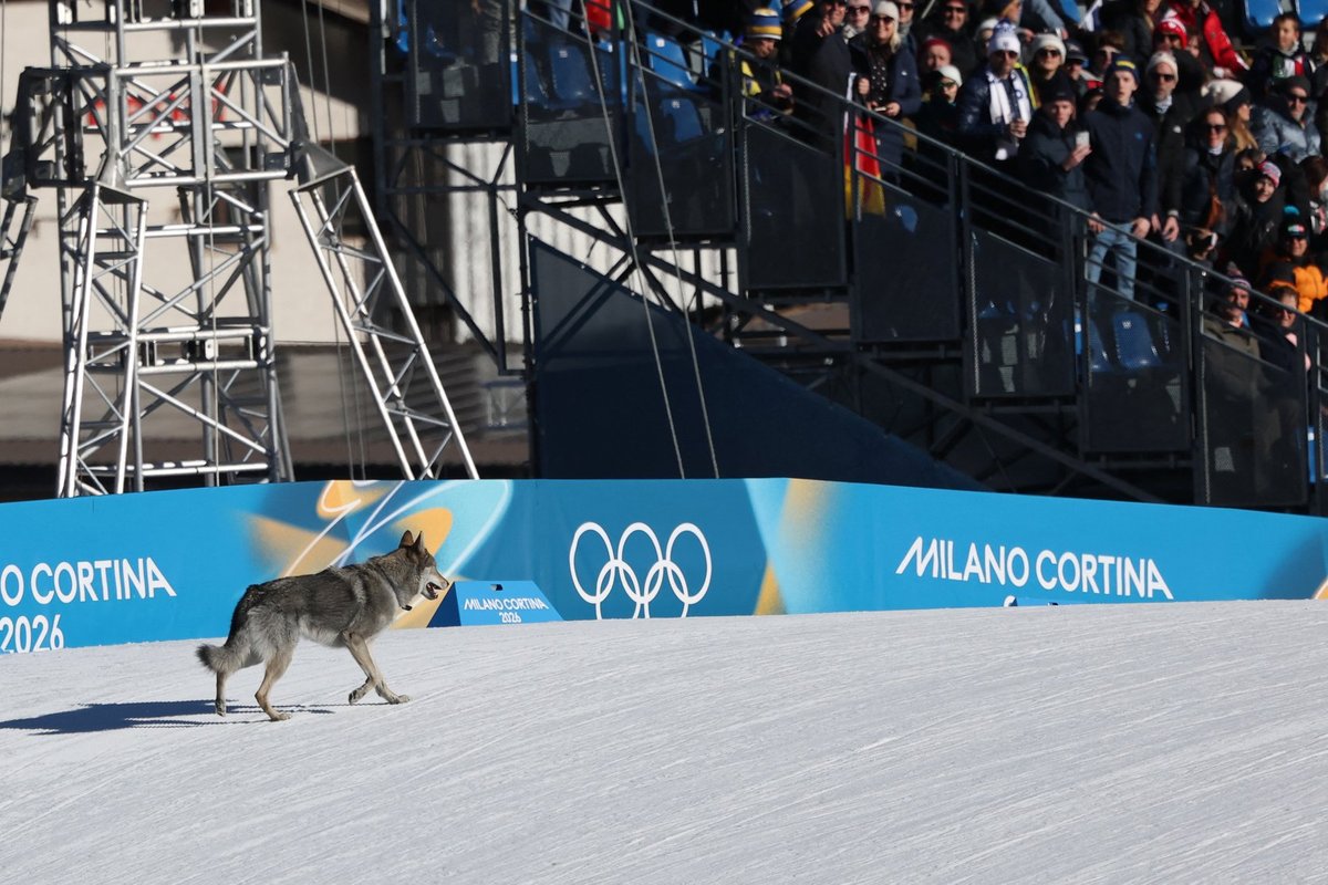 Winter Olympics athletes left divided after dog runs away from home to cause chaos during race