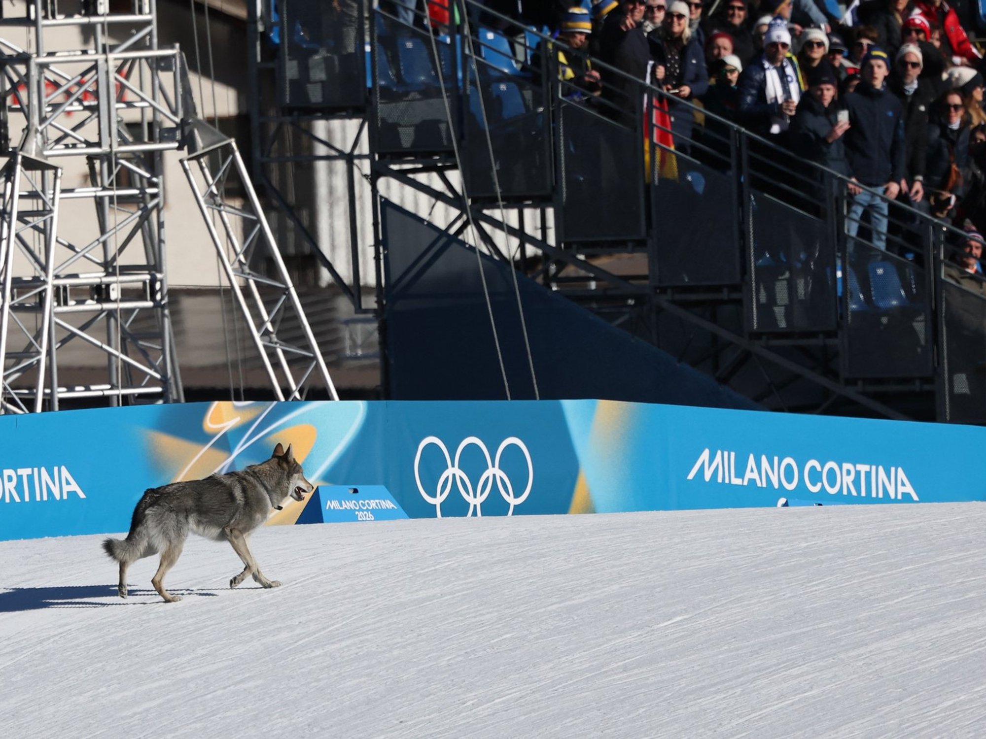 Winter Olympics athletes left divided after dog runs away from home to cause chaos during race