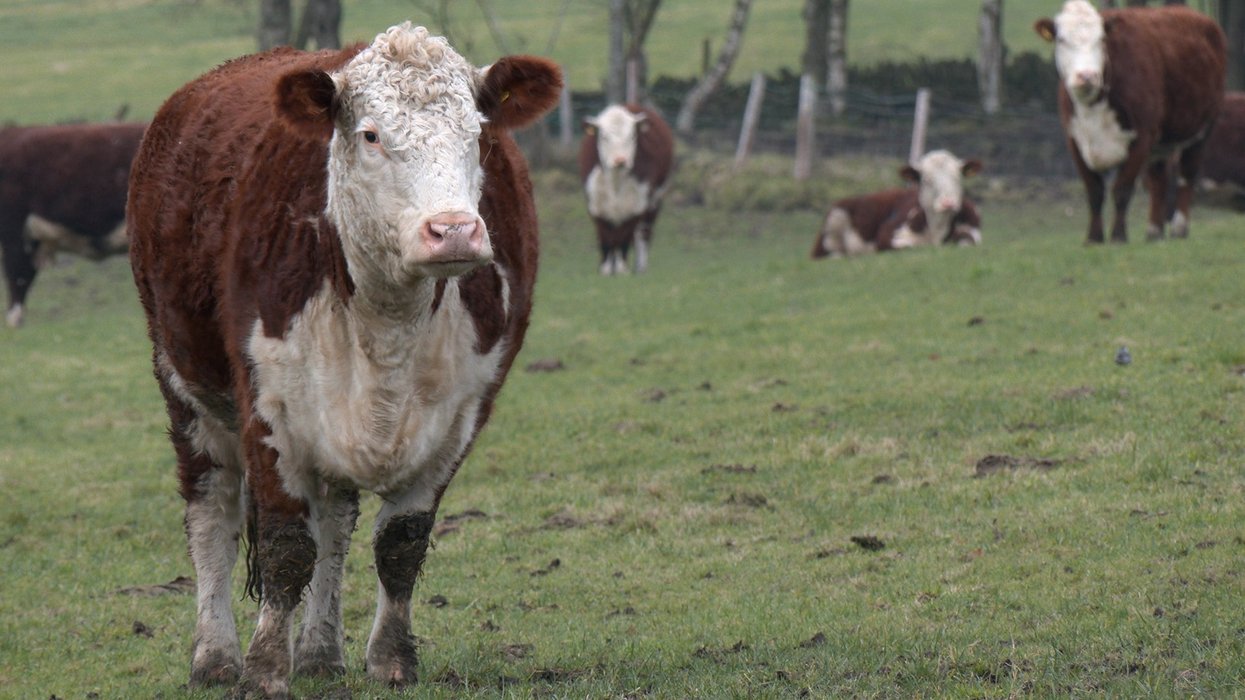 'None of them can survive!' British farmers face 'existential threat' from Labour’s Net Zero drive