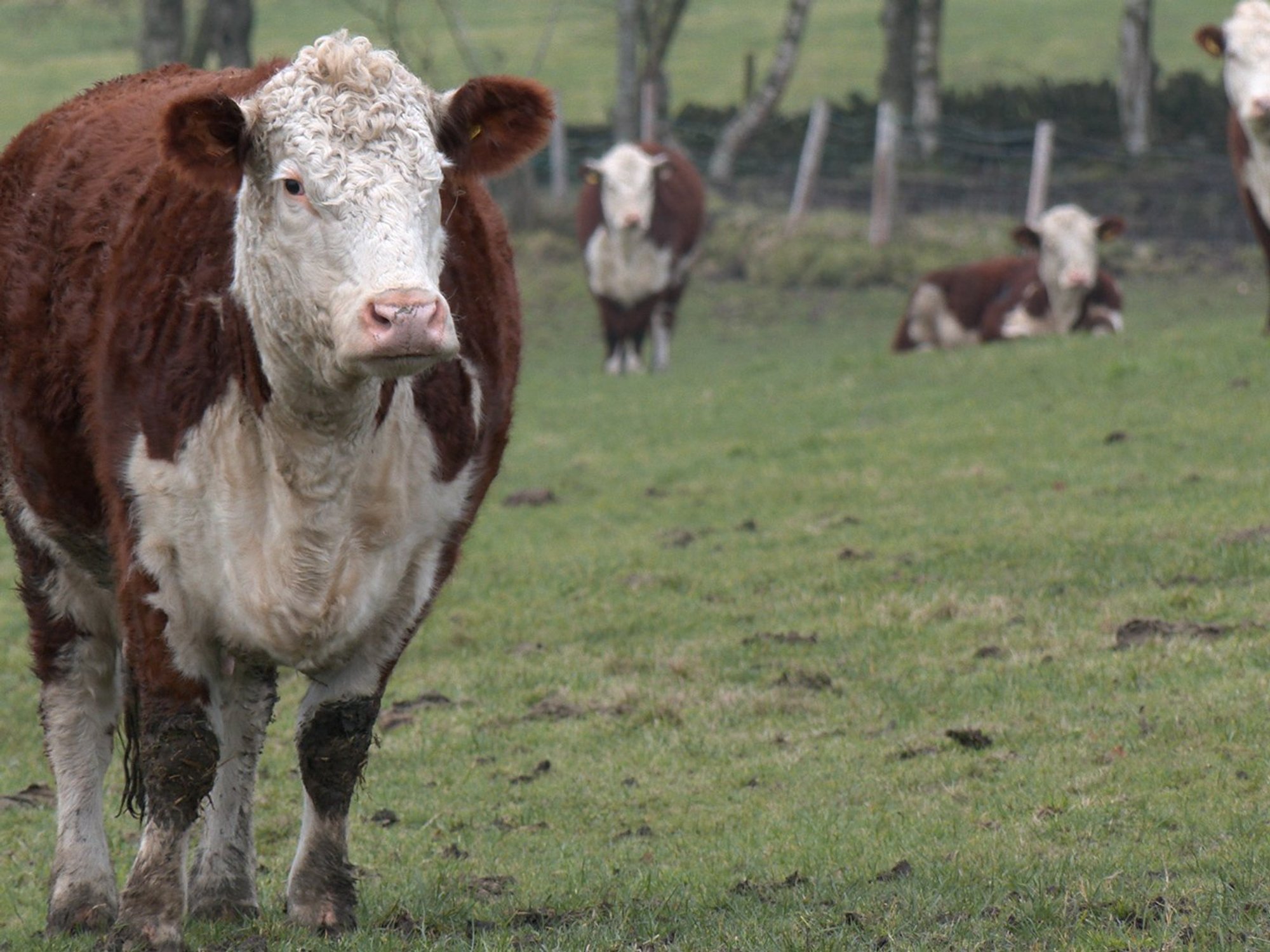 'None of them can survive!' British farmers face 'existential threat' from Labour’s Net Zero drive