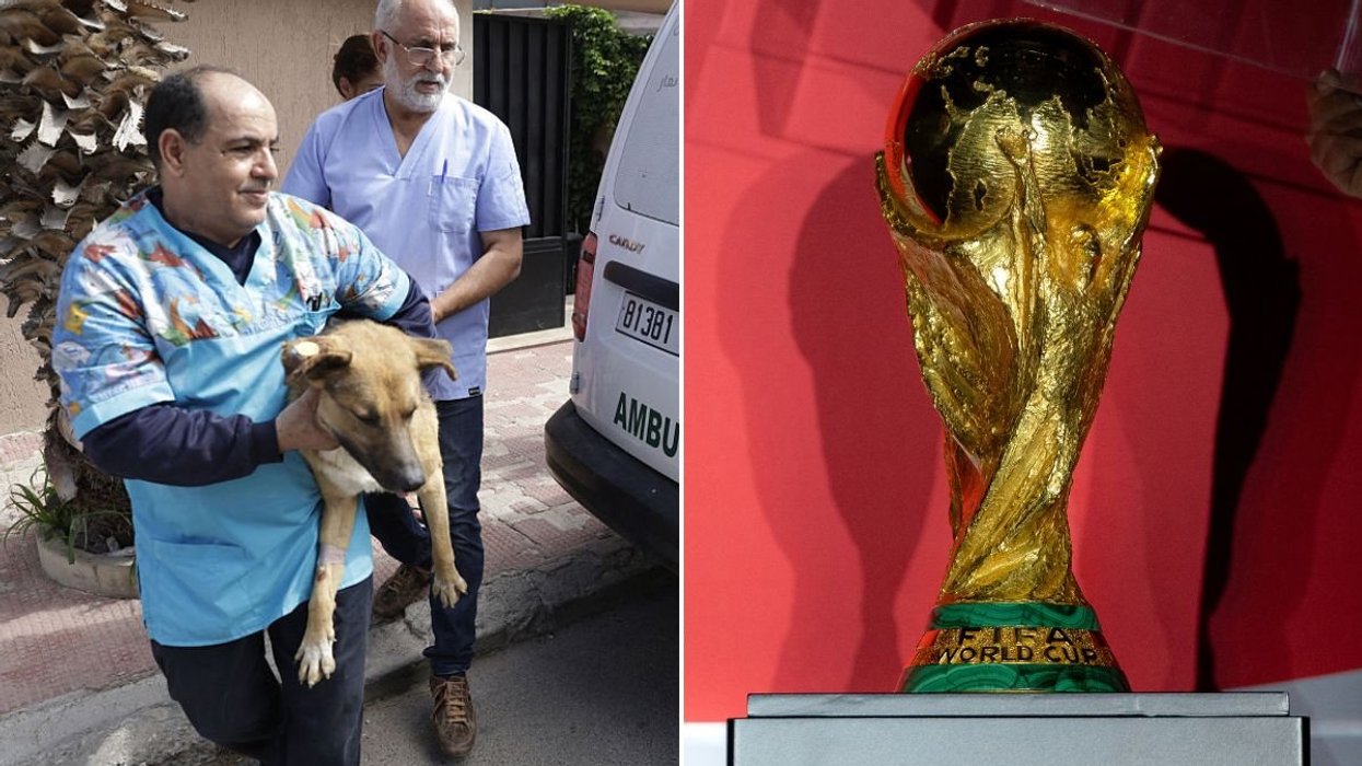 Global campaign launched to boycott World Cup in Morocco over 'dog massacre' with millions killed