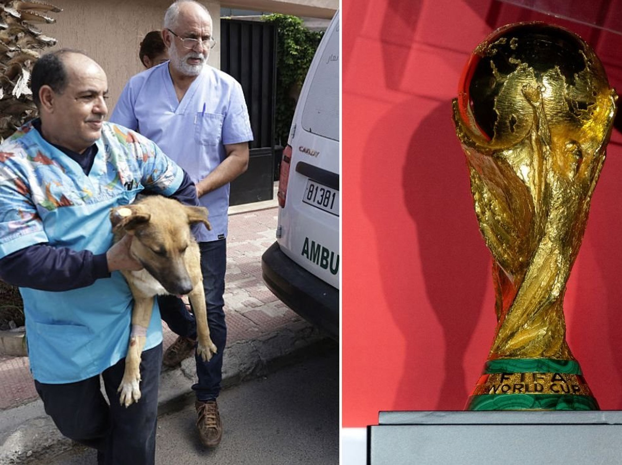 Global campaign launched to boycott World Cup in Morocco over 'dog massacre' with millions killed