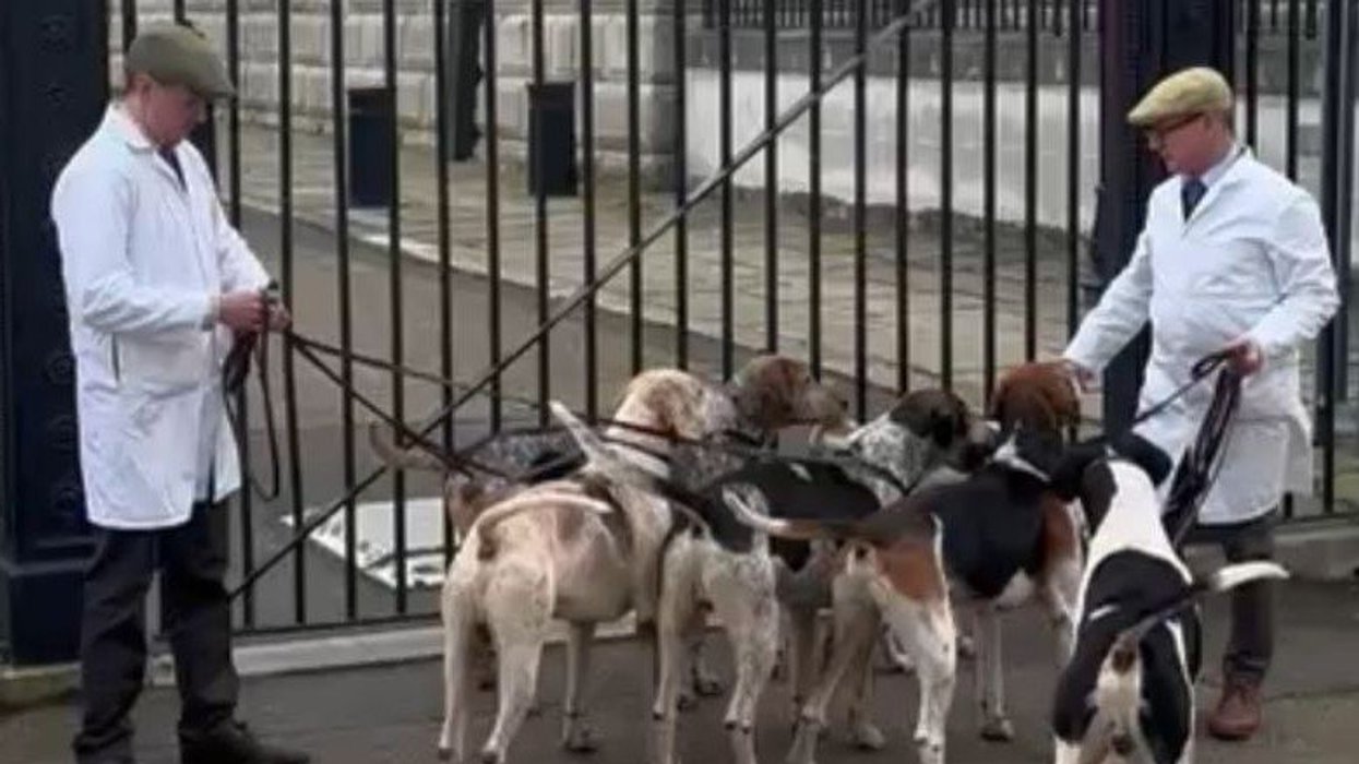 Hounds descend on Downing Street in rural protest against Keir Starmer's 'war on British countryside'
