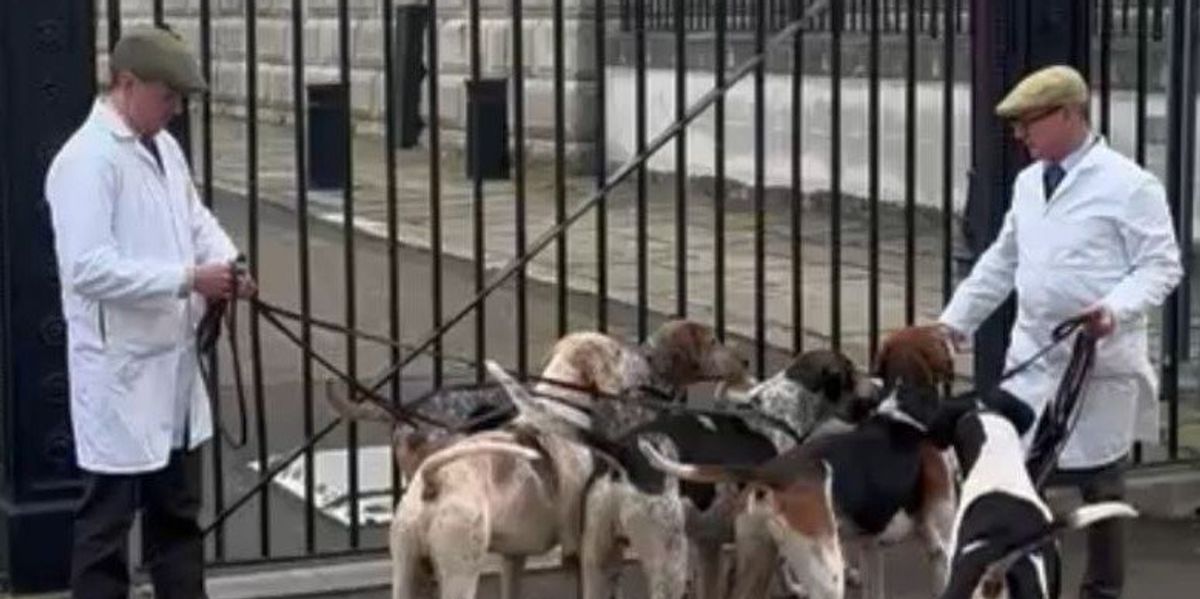Hounds descend on Downing Street in rural protest against Keir Starmer’s ‘war on British countryside’ Hounds descend on Downing Street in rural protest against Keir Starmer’s ‘war on British countryside’