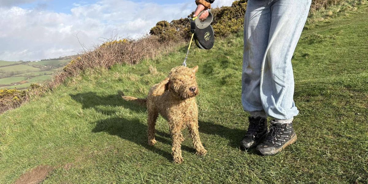 Dog rescued from cliff edge in 11-hour mission that included 40 people Dog rescued from cliff edge in 11-hour mission that included 40 people