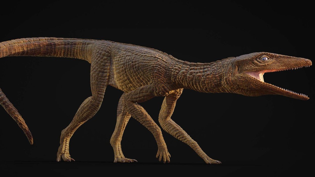 Scientists identify ancient crocodile that settled in Britain 200 million years ago