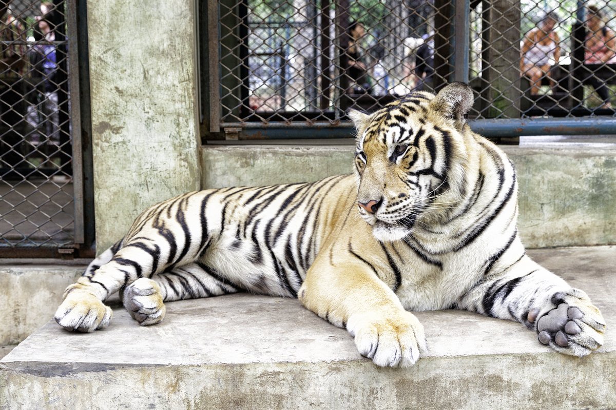 Dozens of tigers die in just two weeks at tourist park as urgent investigation launched
