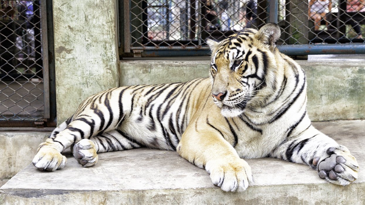 Dozens of tigers die in just two weeks at tourist park as urgent investigation launched