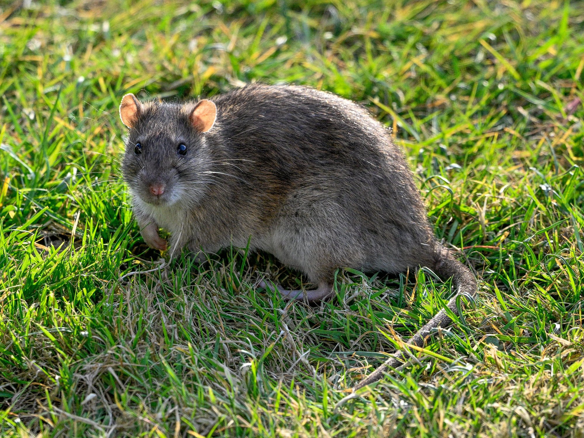 Hot summer and winter dredging brings surge in rat infestations across Britain