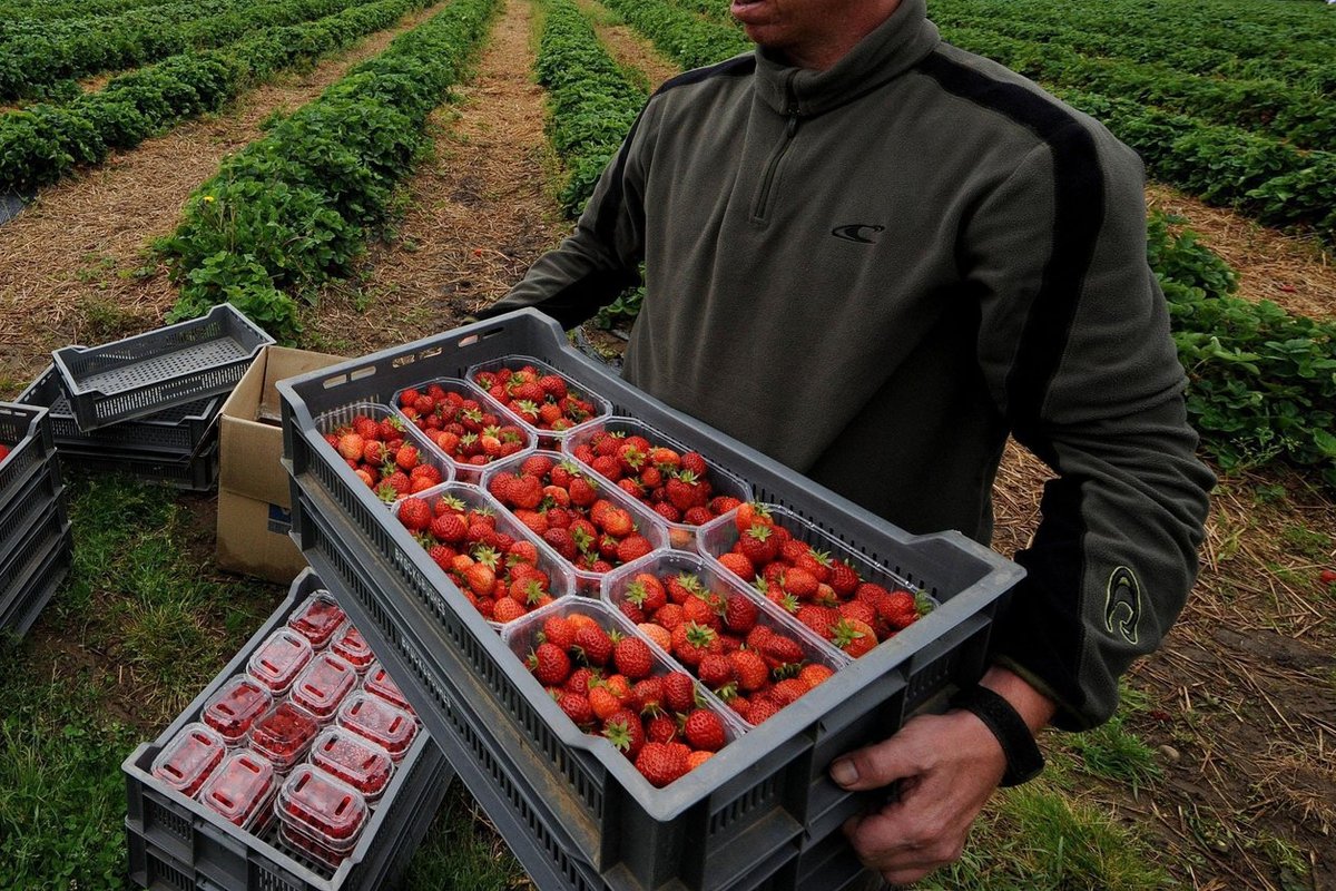 Nottinghamshire strawberry farmer reveals eye-watering £1.2million bill from Keir Starmer's 'Brexit betrayal' reset