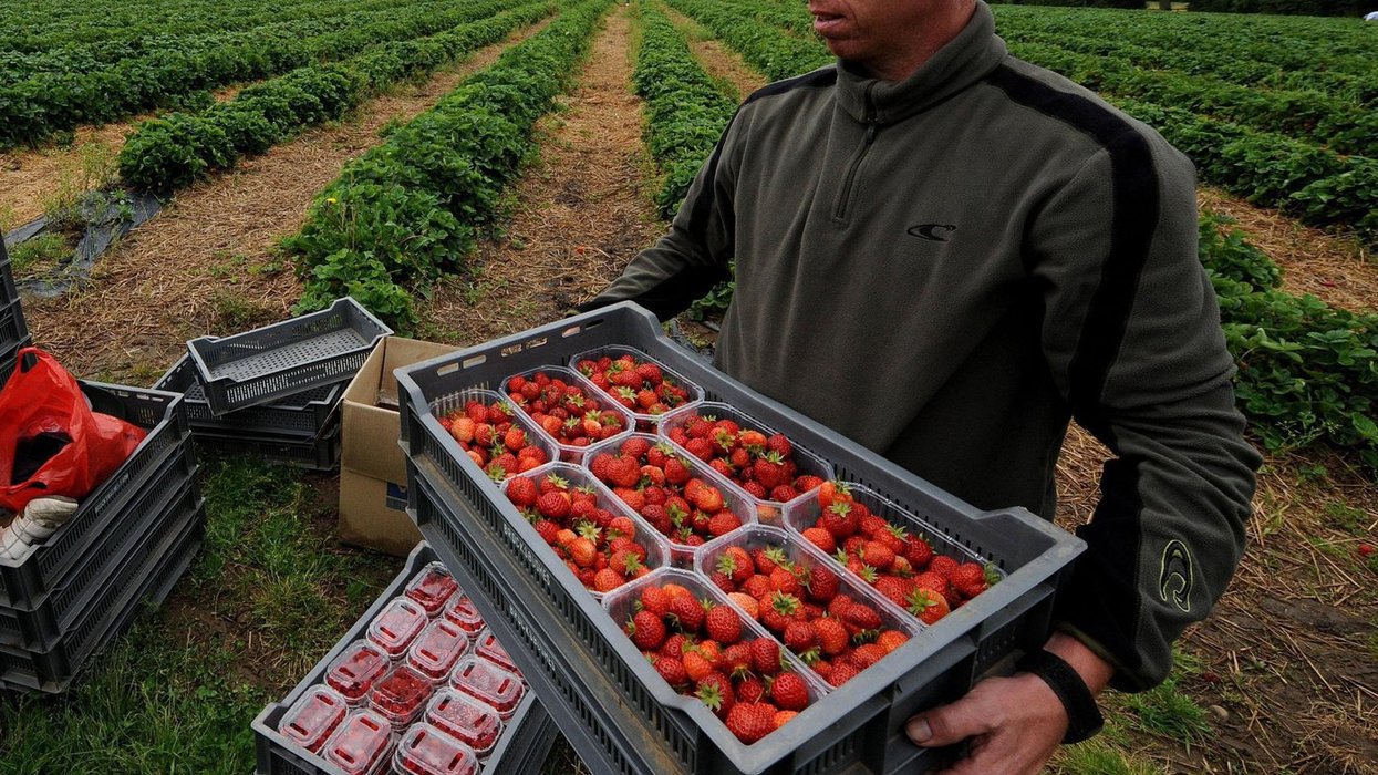 Nottinghamshire strawberry farmer reveals eye-watering £1.2million bill from Keir Starmer's 'Brexit betrayal' reset