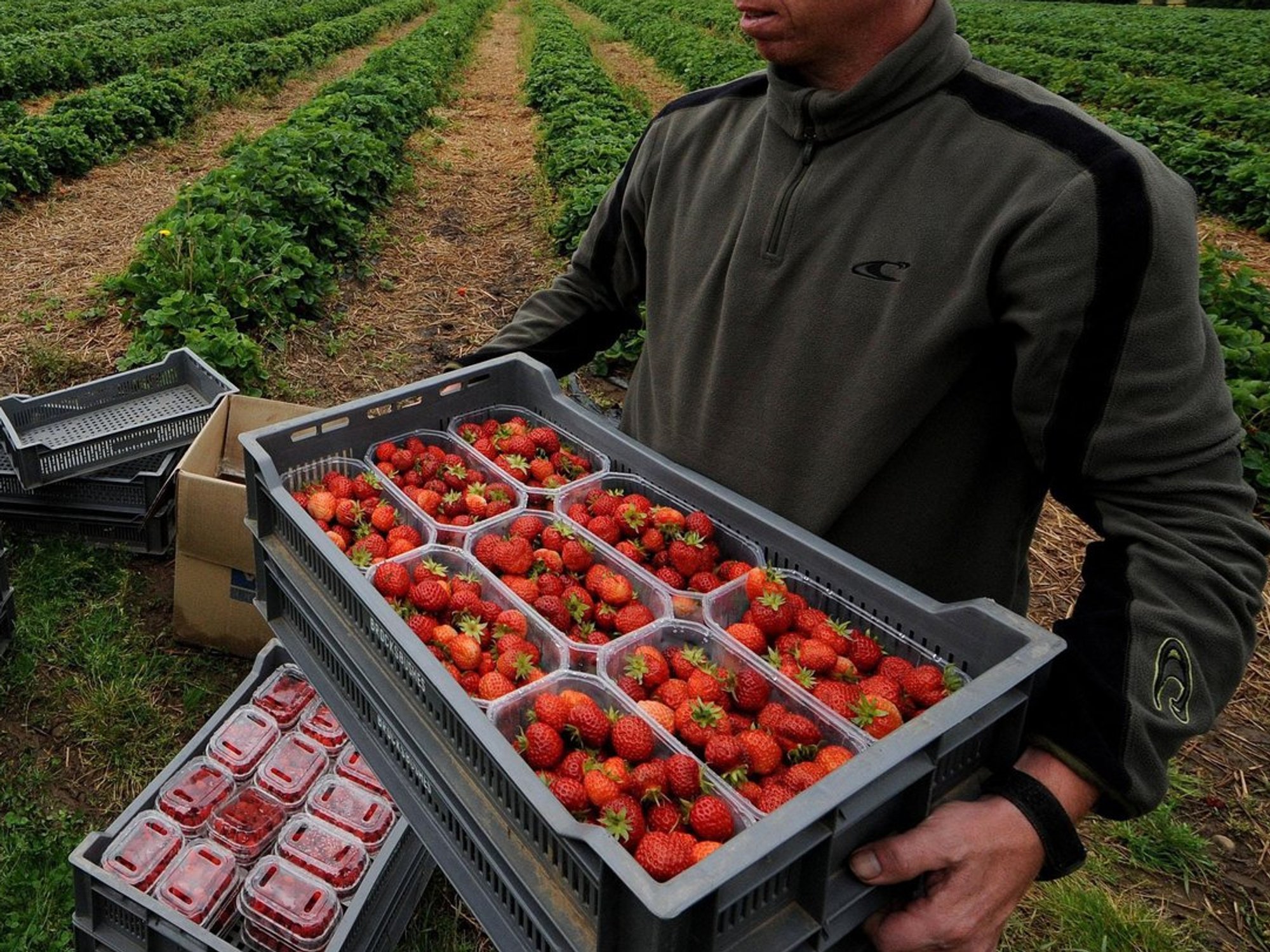 Nottinghamshire strawberry farmer reveals eye-watering £1.2million bill from Keir Starmer's 'Brex...