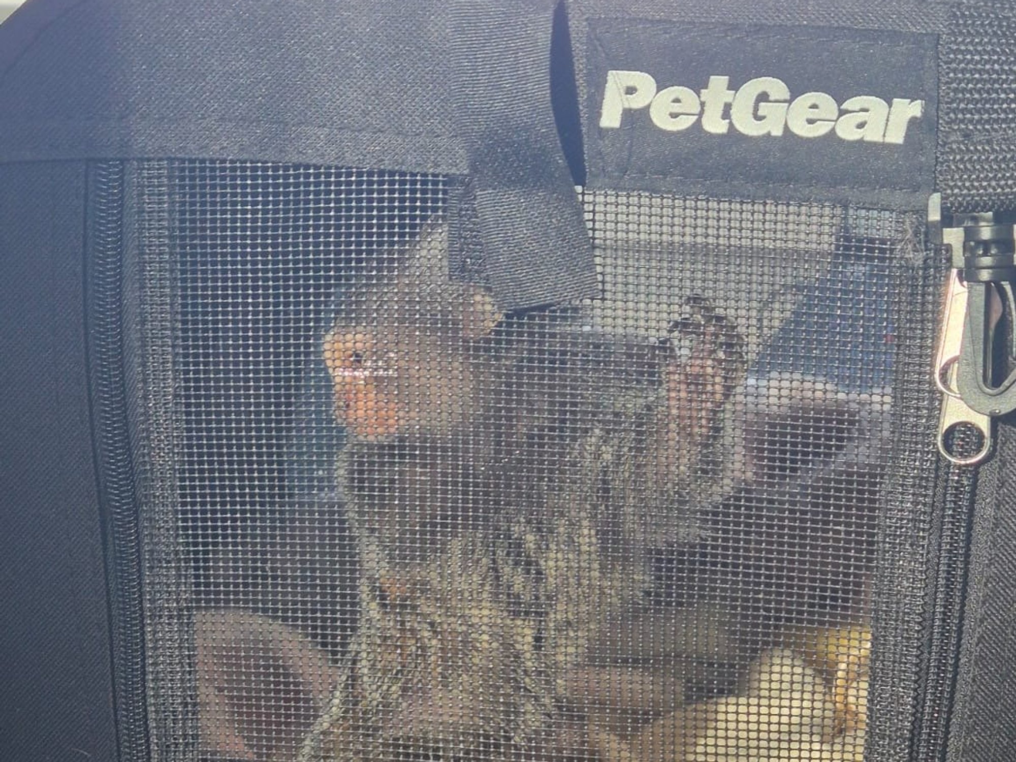 Monkey caught near prison with 'crack cocaine' during drug bust