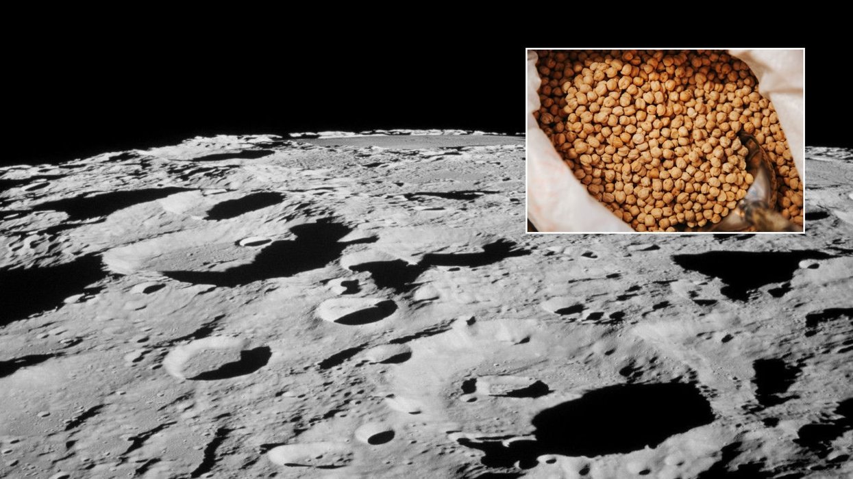 Chickpeas can now be grown in lunar soil, scientists reveal in major horticultural revelation