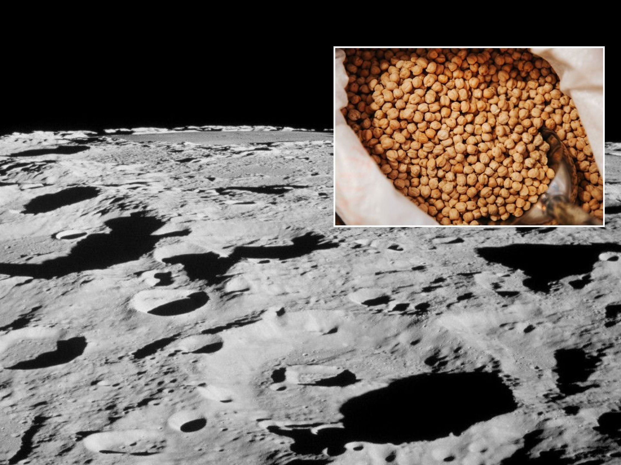 Chickpeas can now be grown in lunar soil, scientists reveal in major horticultural revelation