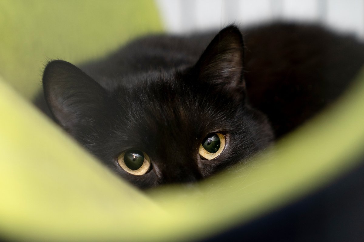 Firefighter rescues trapped kitten from car engine compartment and gives him new home