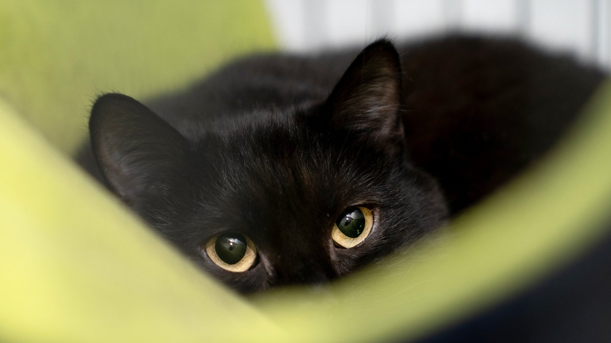 Firefighter rescues trapped kitten from car engine compartment and gives him new home