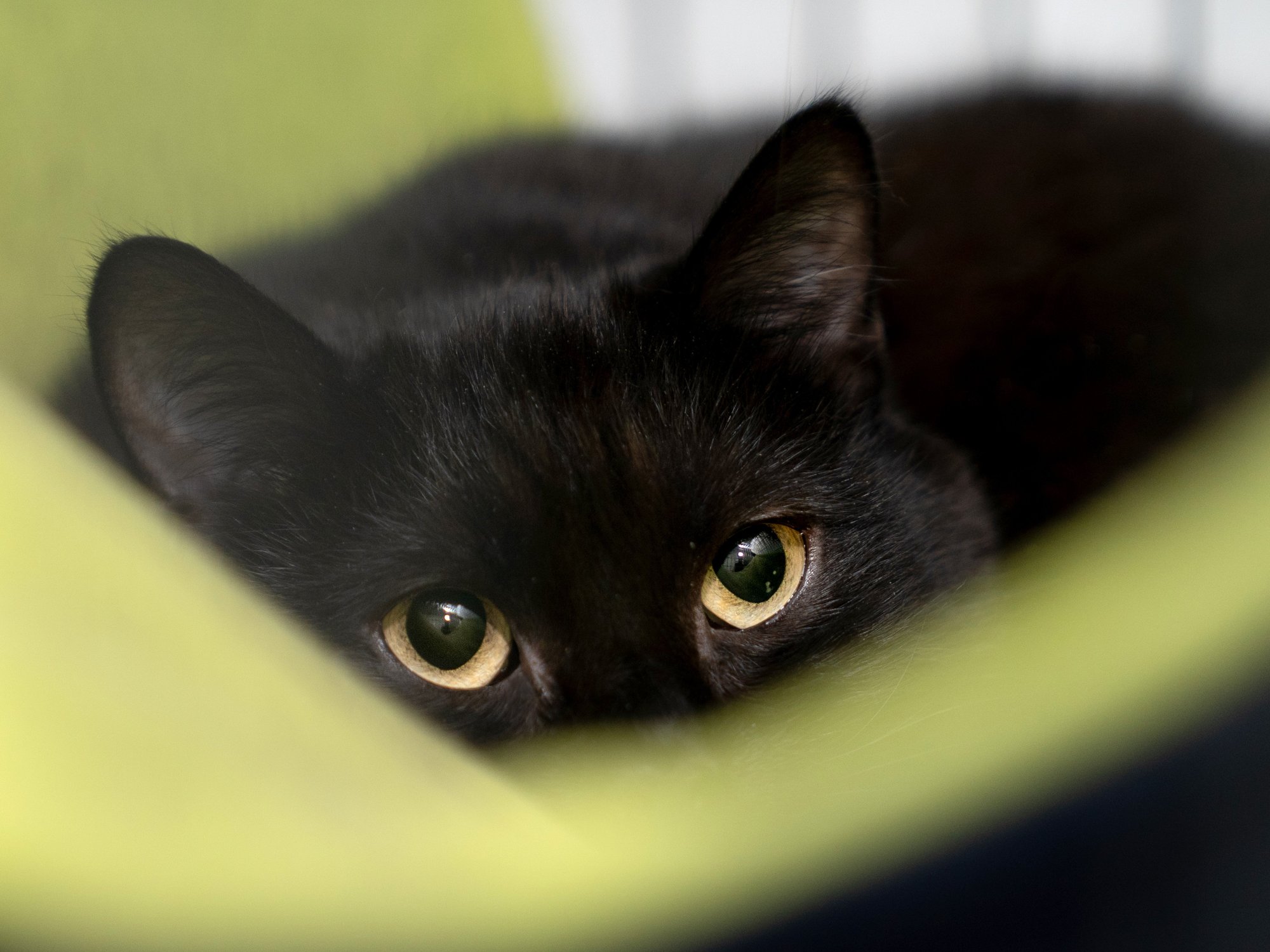 Firefighter rescues trapped kitten from car engine compartment and gives him new home