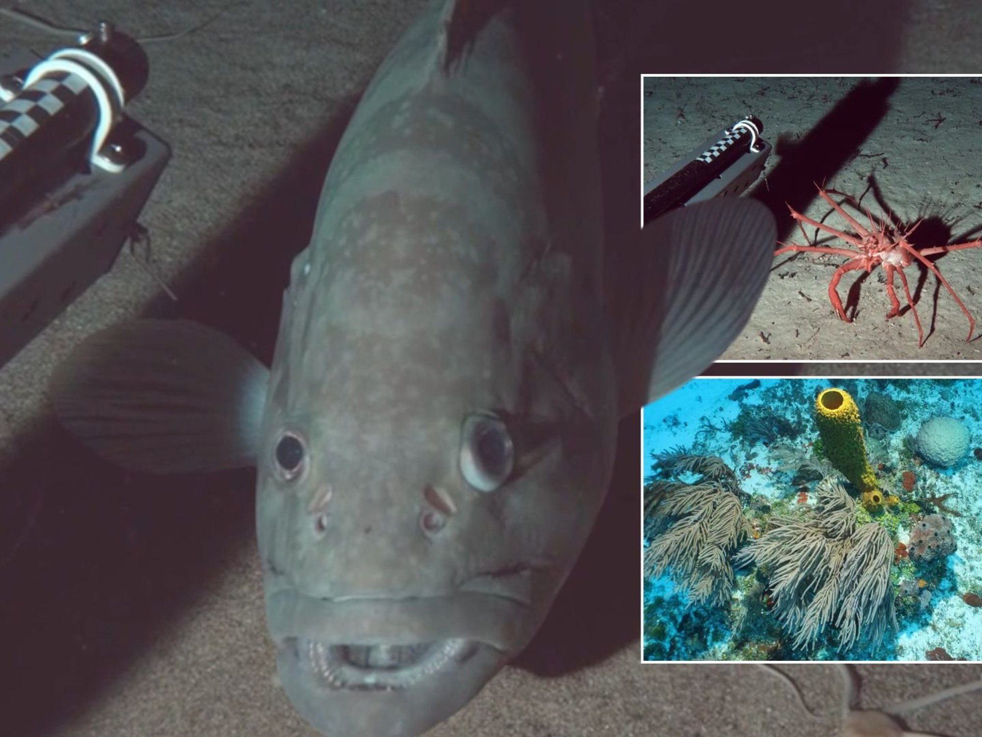 Fascinating new images reveal unique corals and sea creatures off Caribbean