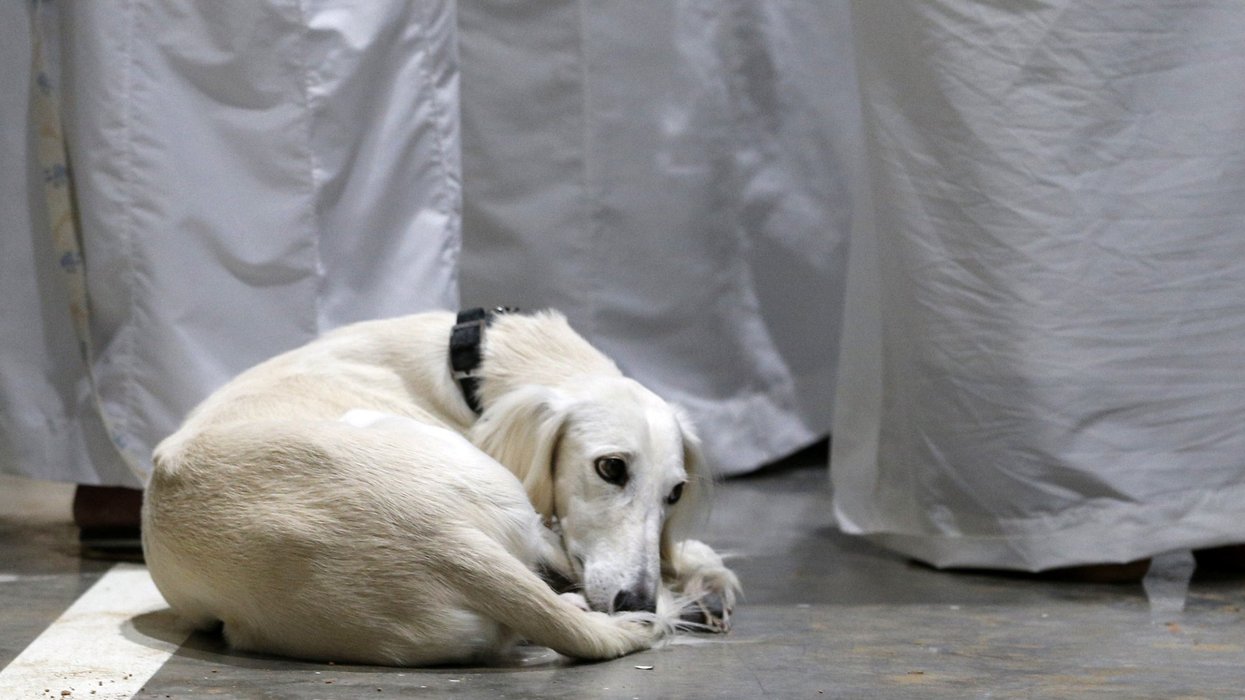 British expats fleeing Dubai leave pets on streets amid scramble to return home