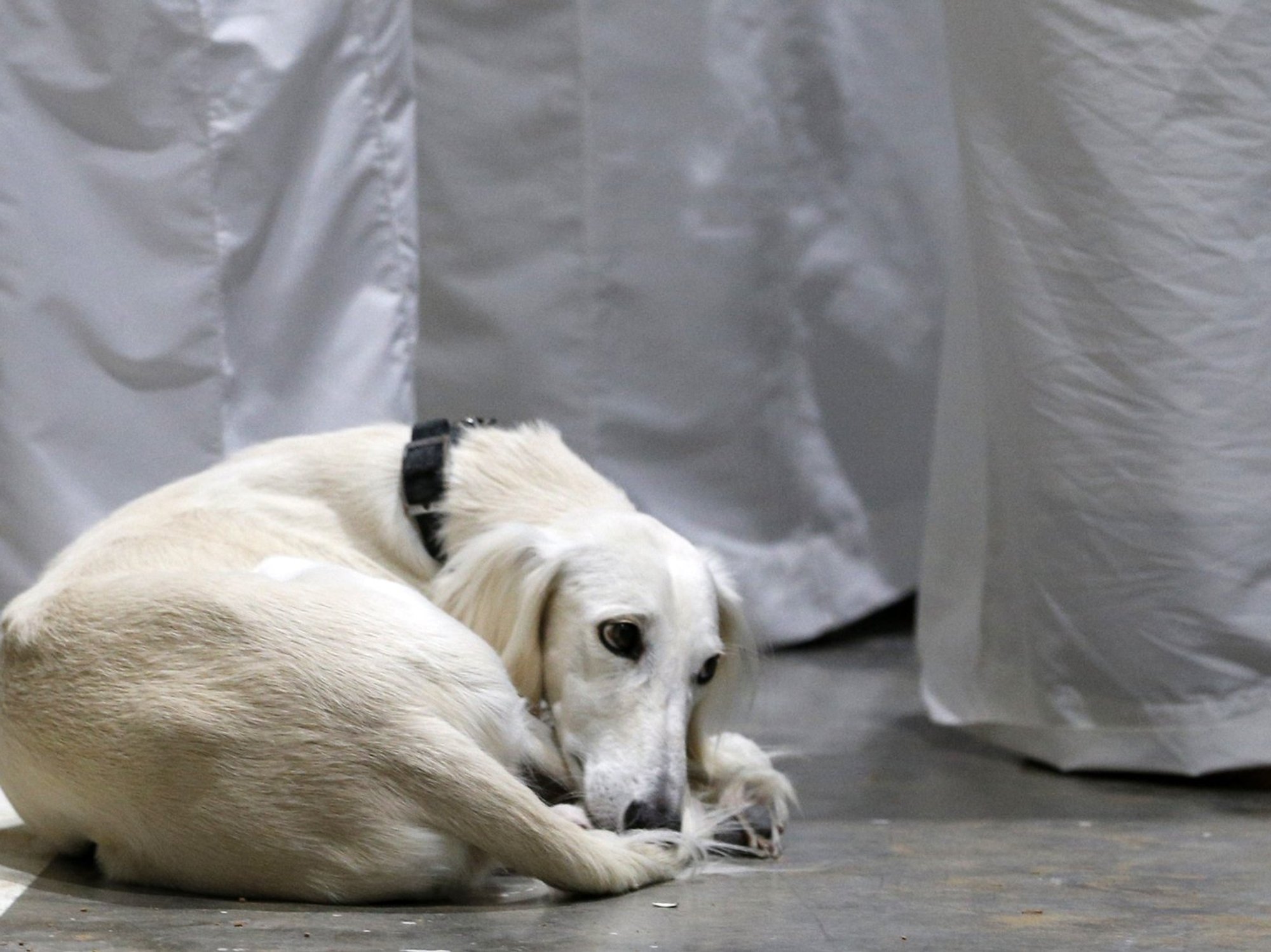 British expats fleeing Dubai leave pets on streets amid scramble to return home