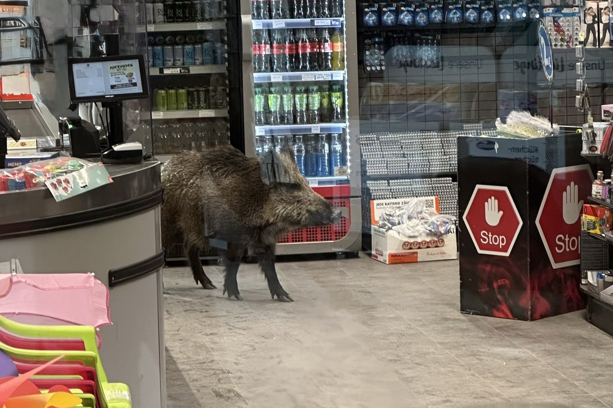 Shocked shoppers come face-to-face with wild boar in Berlin supermarket