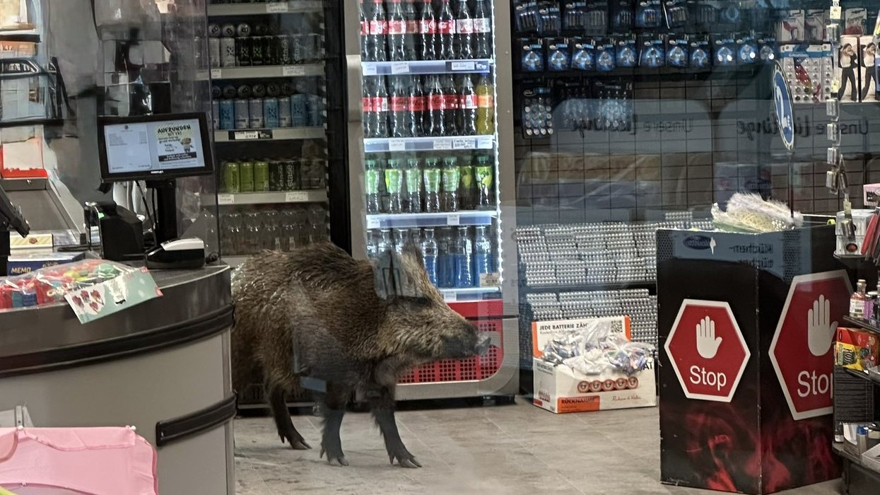 Shocked shoppers come face-to-face with wild boar in Berlin supermarket