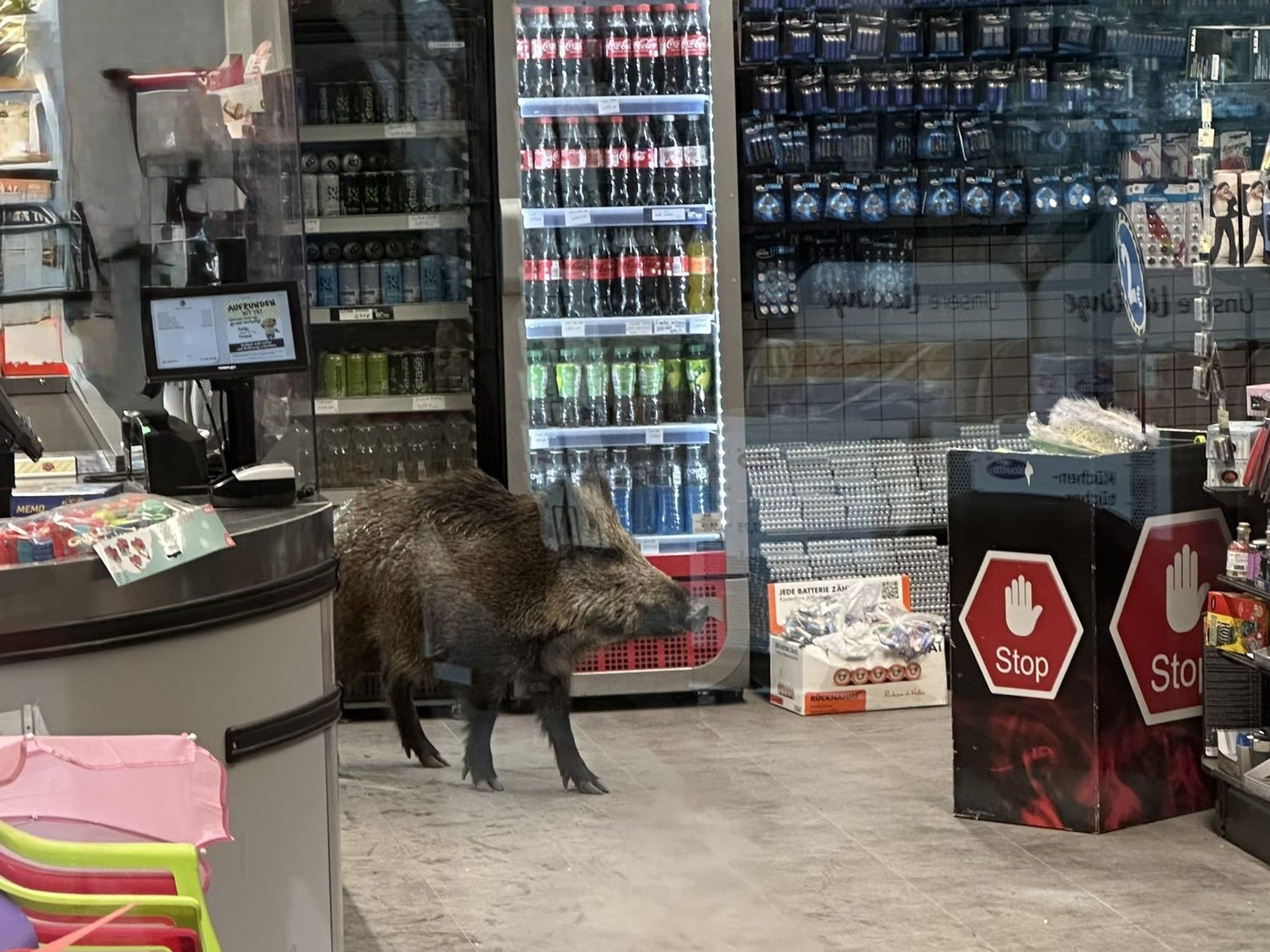 Shocked shoppers come face-to-face with wild boar in Berlin supermarket