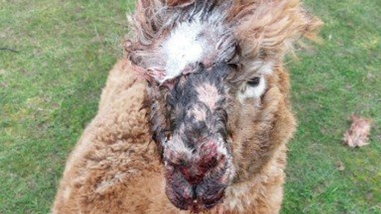 Four alpacas mauled to death by Rottweilers while two others seriously injured