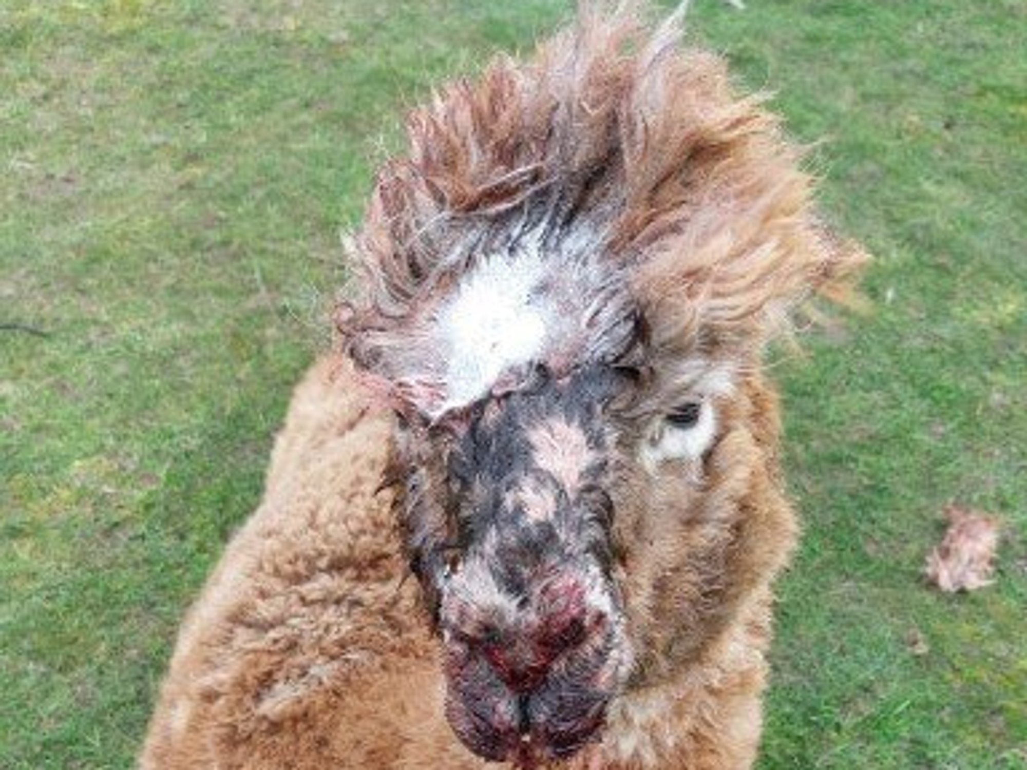 Four alpacas mauled to death by Rottweilers while two others seriously injured