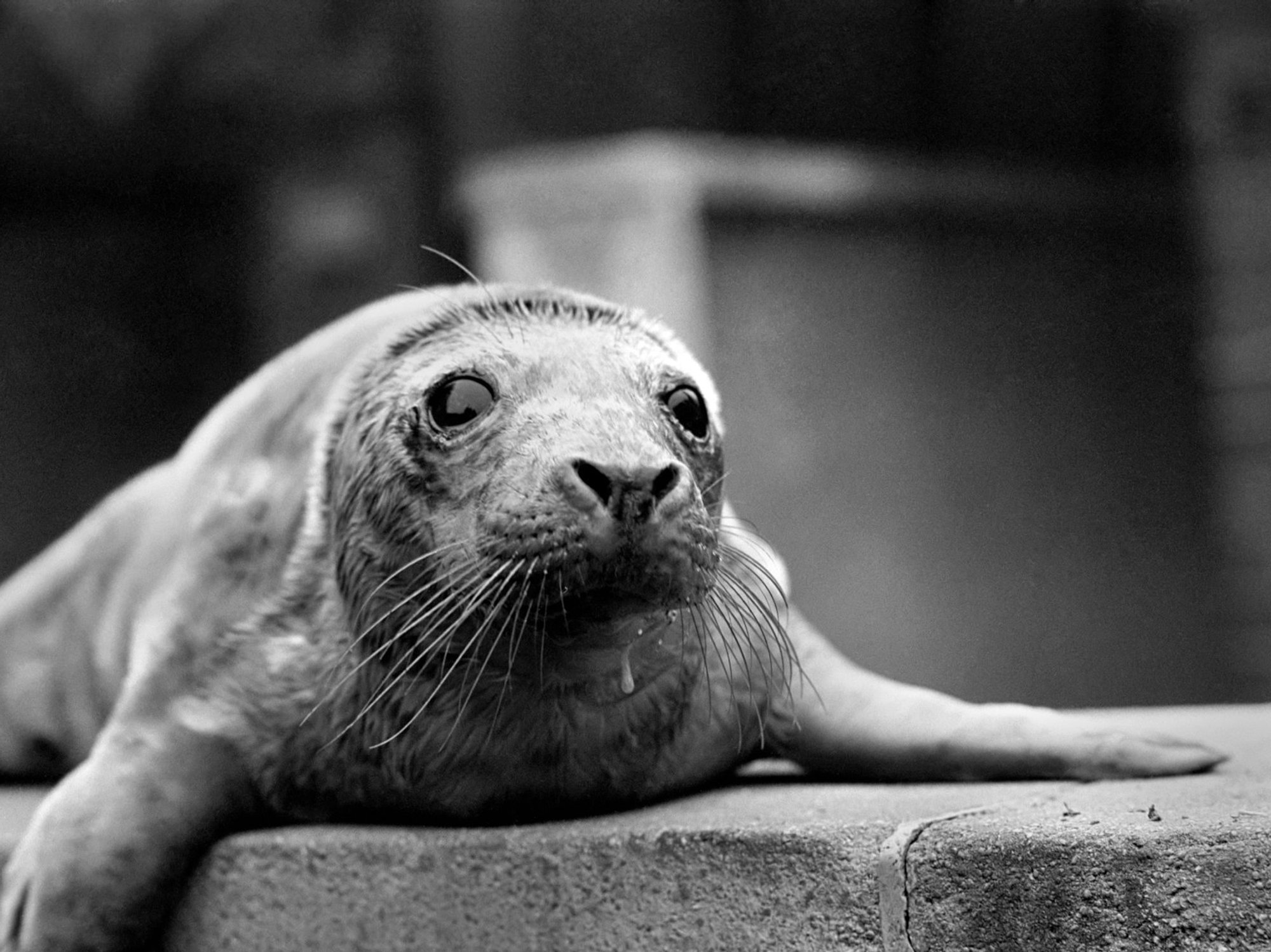 Killer seals have started eating dolphins off UK coast amid fears predators could hunt swimmers next