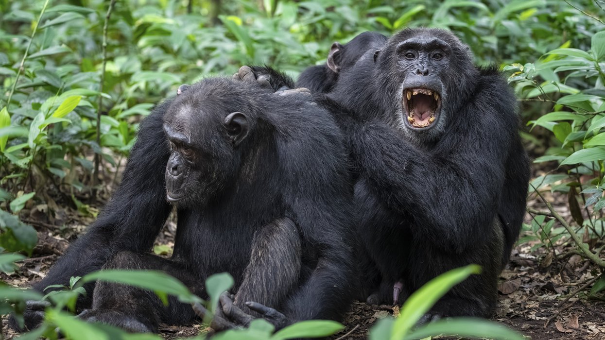 Deadly 'civil war' erupts in Africa... between CHIMPS