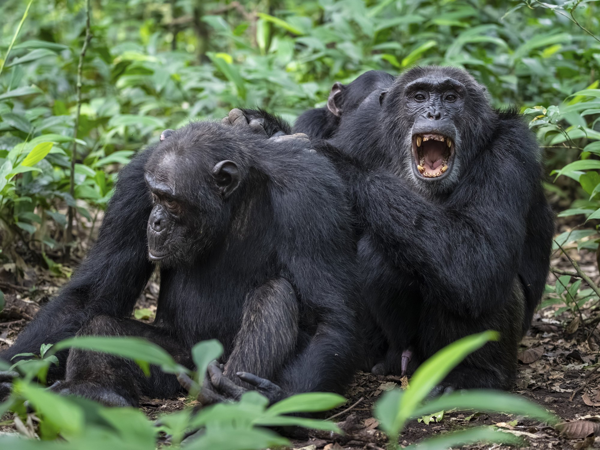 Deadly 'civil war' erupts in Africa... between CHIMPS