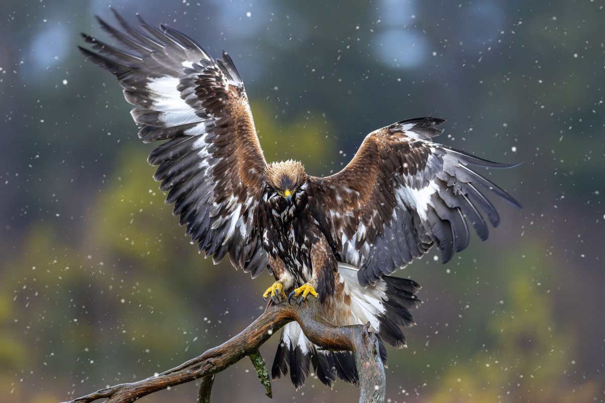 Sheep farmers in major row over plans to reintroduce golden eagle to England