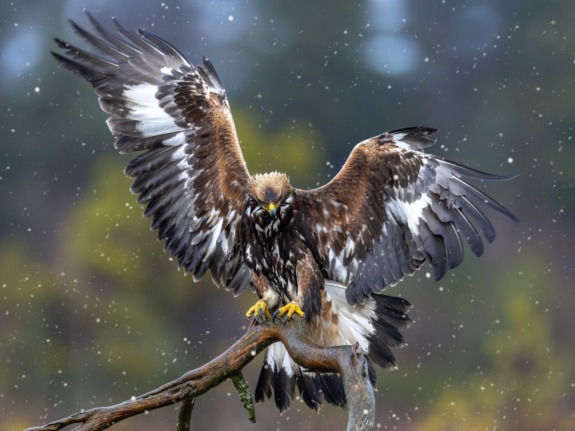 Sheep farmers in major row over plans to reintroduce golden eagle to England