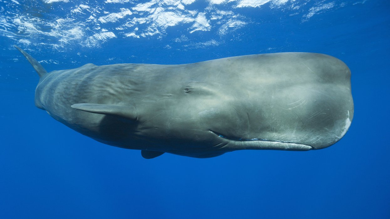 Sperm whales clicks 'one of closest parallels' to human language, study reveals