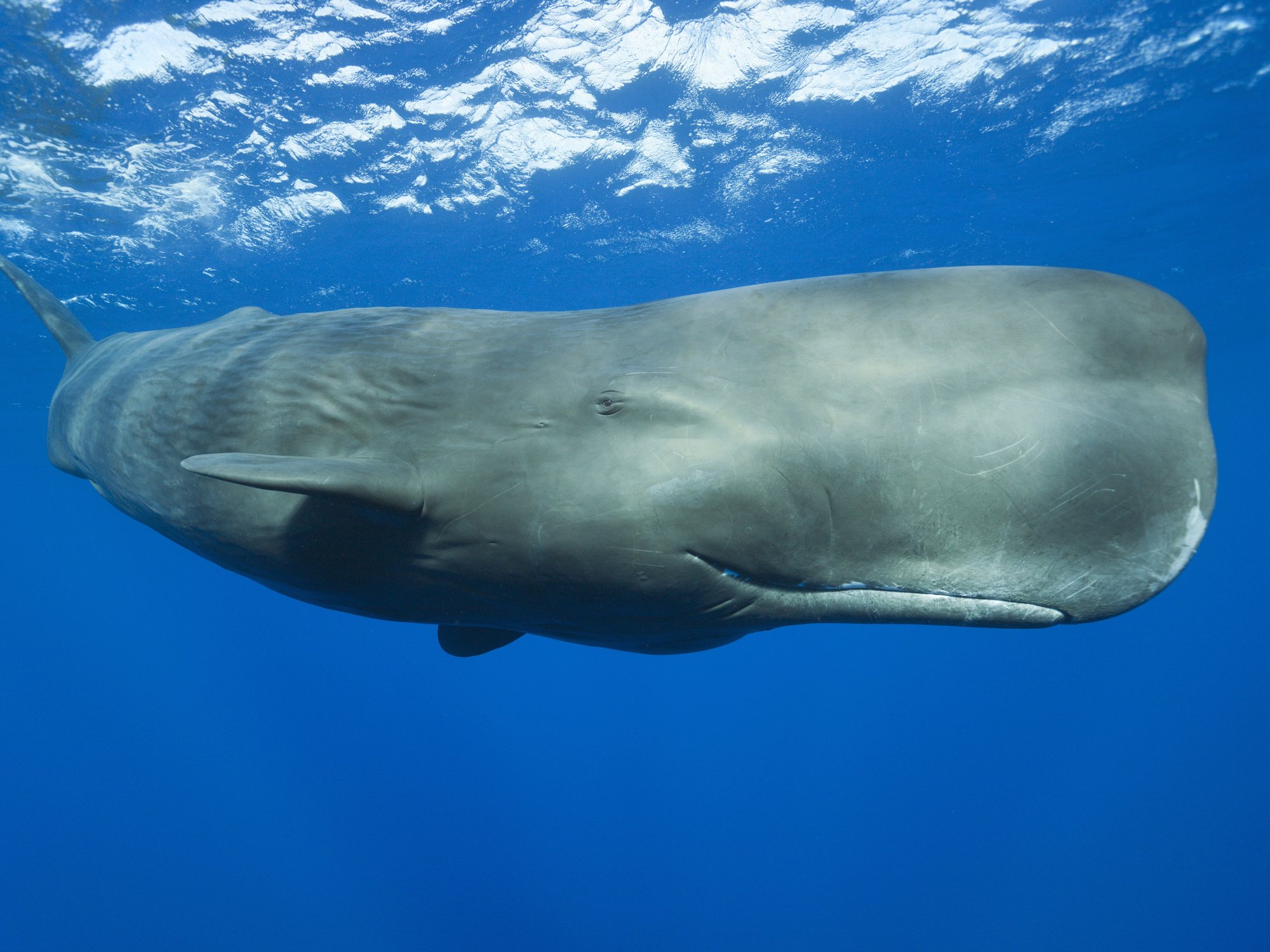 Sperm whales clicks 'one of closest parallels' to human language, study reveals