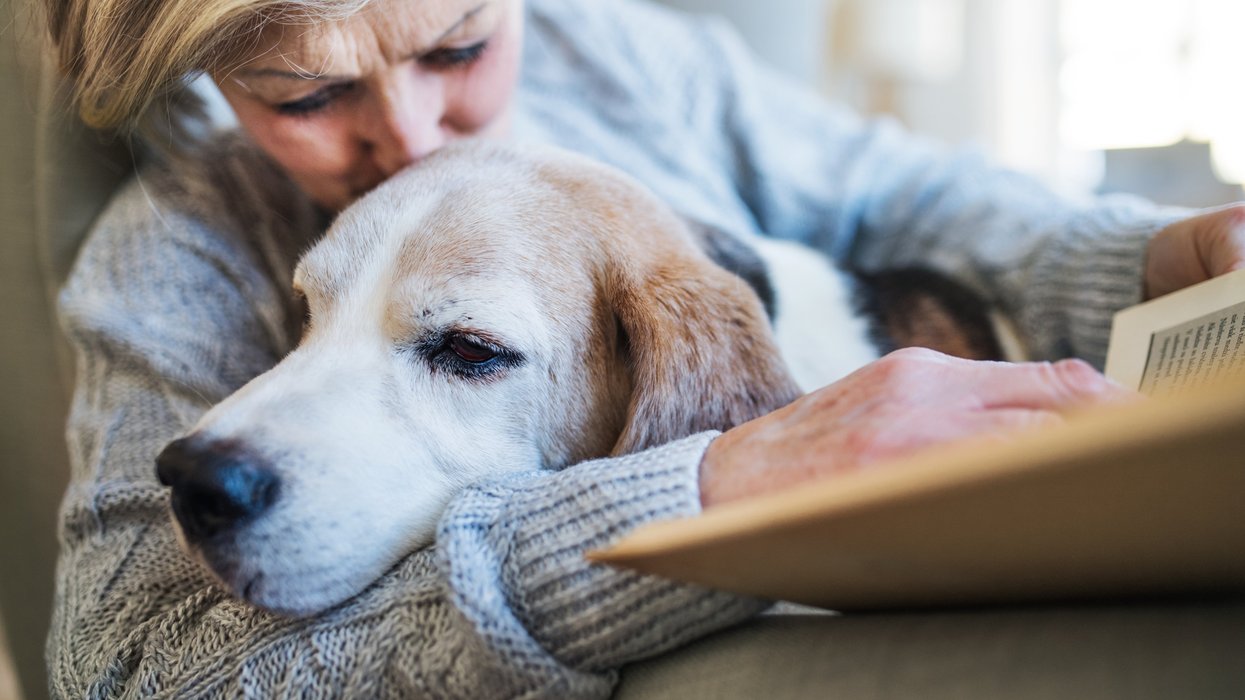 Dog can 'read humans like a book' – groundbreaking study reveals hidden depth of canine care