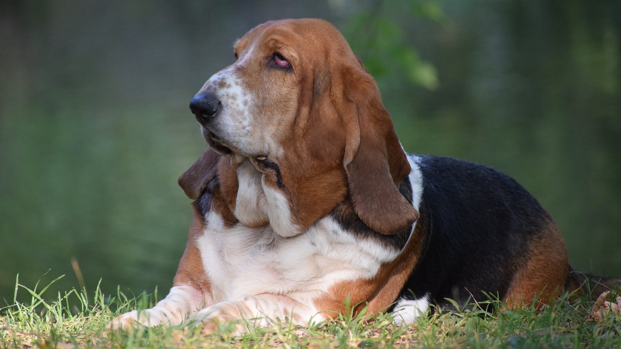 Surrey family offers £60k salary for 'live-in dog companion' at luxe private estate