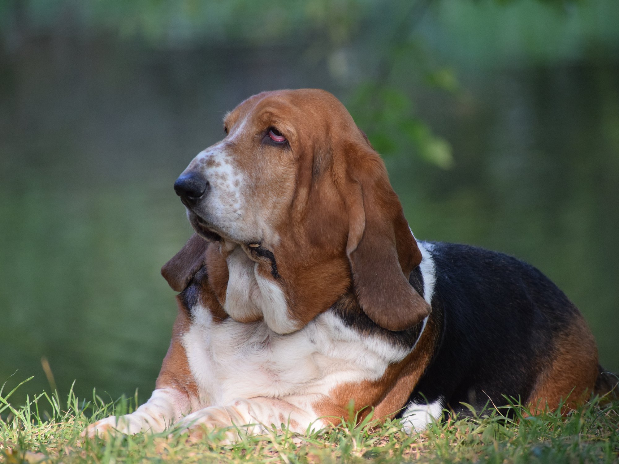 Surrey family offers £60k salary for 'live-in dog companion' at luxe private estate